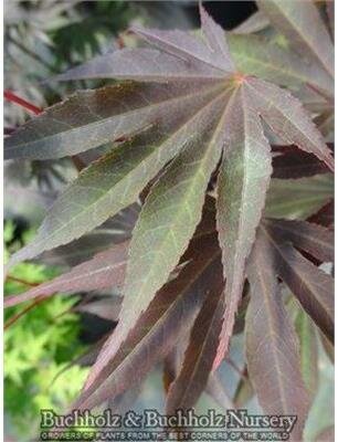 Red Dawn Full Moon Maple