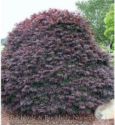 Rhode Island Red Japanese Maple