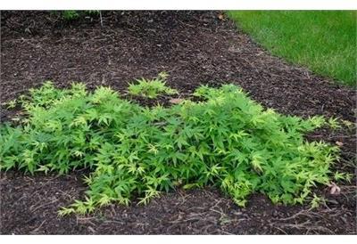 Ryu Sei Japanese Maple