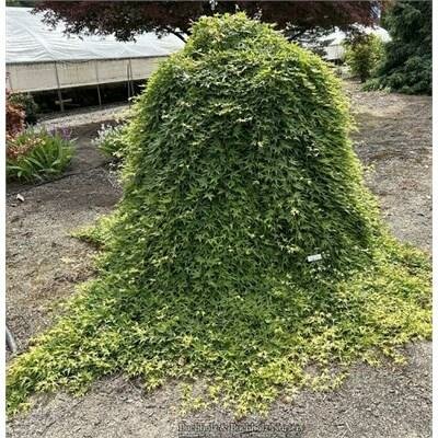 Ryusen (Ryu Sei) Japanese Maple