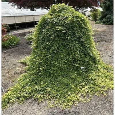 Ryusen (Ryu Sei) Japanese Maple