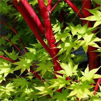 Coral Bark Japanese Maple - Sango Kaku