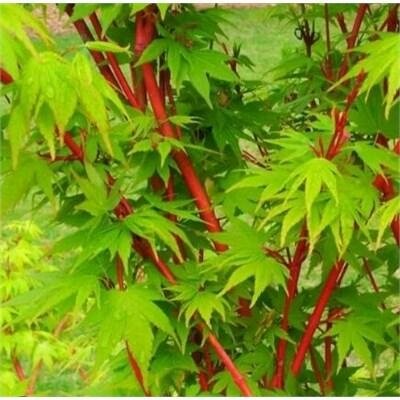 Coral Bark Japanese Maple