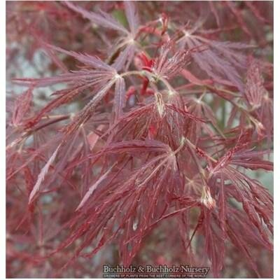 Scarlet Princess Dwarf Japanese Maple