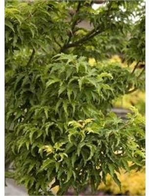 Lion's Head (Shishigashira) Japanese Maple