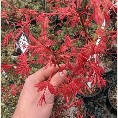 Shindeshojo Japanese Maple - image 1