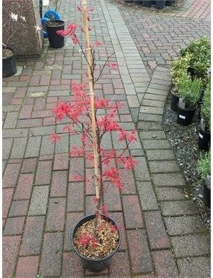 Shindeshojo Japanese Maple - image 2