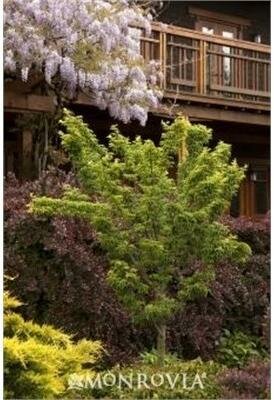 Lion's Head Japanese Maple