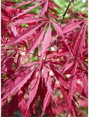 Tamuke Yama Japanese Maple