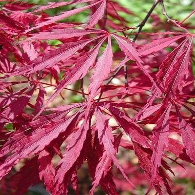 Tamuke Yama Japanese Maple