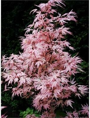Taylor Japanese Maple