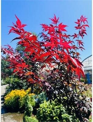 Twombly'S Red Sentinel Japanese Maple