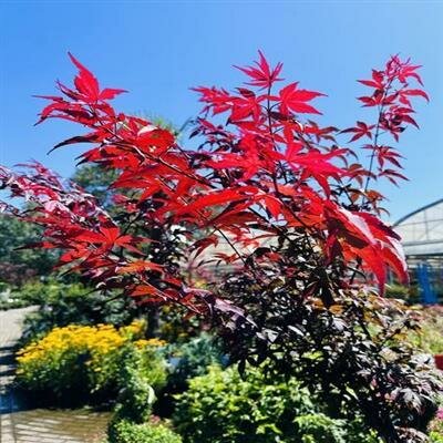 Twombly'S Red Sentinel Japanese Maple