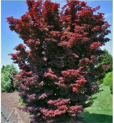 Twombly'S Red Sentinel Columnar Japanese Maple