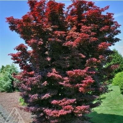 Twombly'S Red Sentinel Columnar Japanese Maple