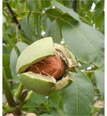 Carpathian English Walnut