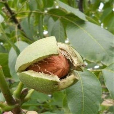 Carpathian English Walnut