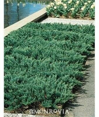 Blue Chip Juniper