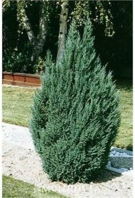 Blue Point Juniper