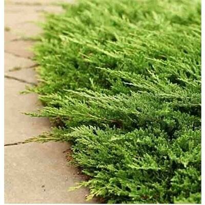 Prince Of Wales Juniper