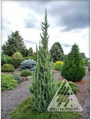 Trautman's Columnar Juniper