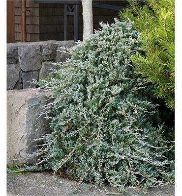 Wilton's Juniper Tree