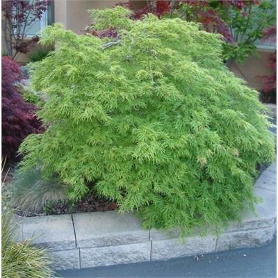 Viridis Weeping Japanese Maple