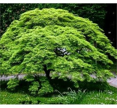 Viridis Green Weeping Japanese Maple