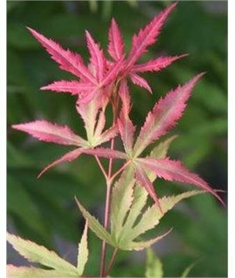 Wakehurst Pink Japanese Maple