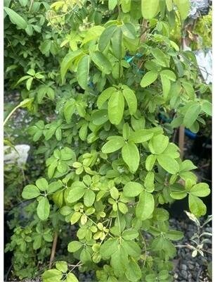 Chocolate Vine (Akebia)