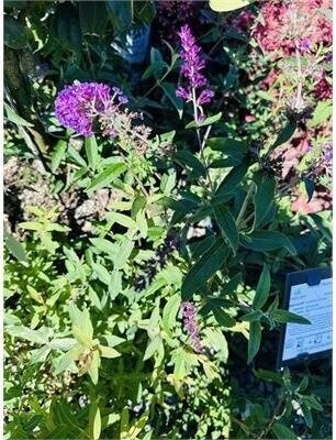 Petite Plum Dwarf Butterfly Bush - image 1