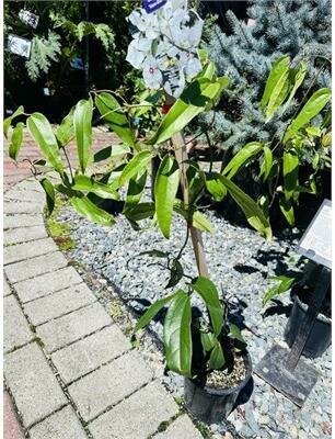 Evergreen Armandi Clematis - image 1