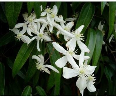 Evergreen Armandi Clematis - image 2