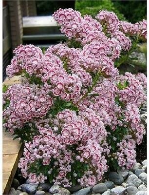 Minuet Dwarf Mountain Laurel