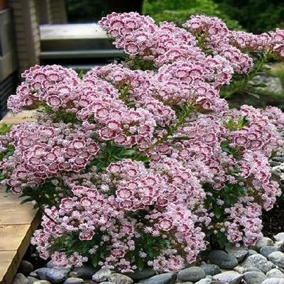 Minuet Dwarf Mountain Laurel