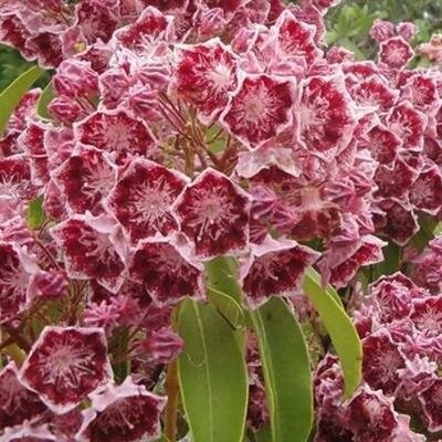 Nipmuck Dwarf Mountain Laurel