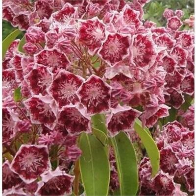 Nipmuck Dwarf Mountain Laurel