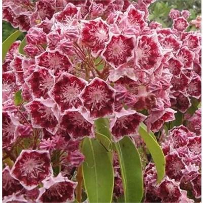 Nipmuck Dwarf Mountain Laurel