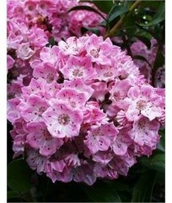 Pink Charm Mountain Laurel - image 1