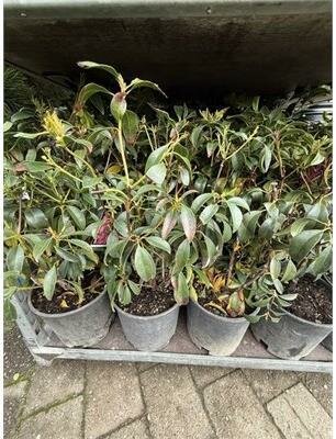 Pink Charm Mountain Laurel - image 2