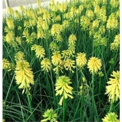 Poco Citron Hot Poker