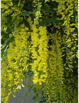 Golden Chain Tree - image 1