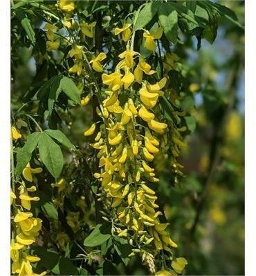 Golden Chain Tree - image 2