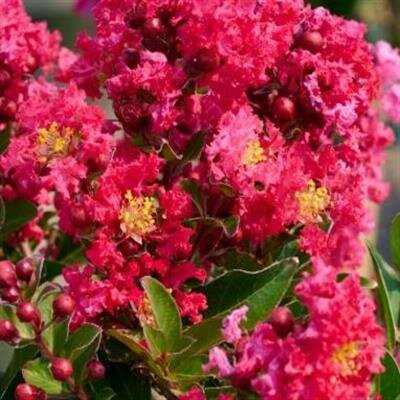 Summerlasting Strawberry Crape Myrtle - image 2