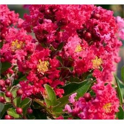 Summerlasting Strawberry Crape Myrtle