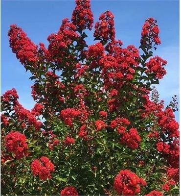 Summerlasting Strawberry Crape Myrtle Patio Tree