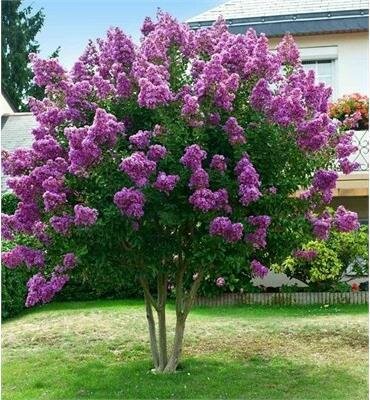 Purple Star Crapemyrtle Patio Tree