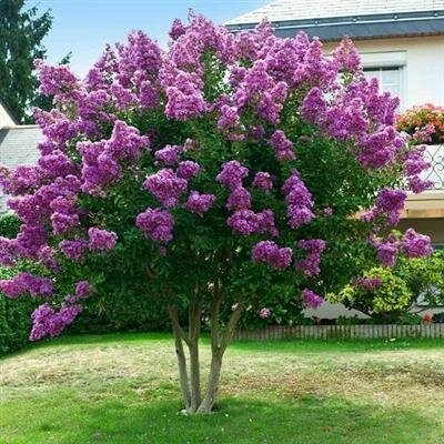 Purple Star Crapemyrtle Patio Tree