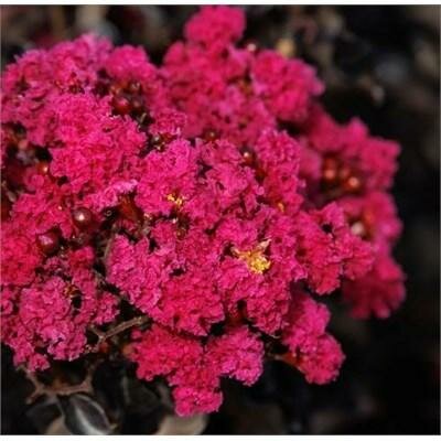 Summerlasting Raspberry Crape Myrtle Patio Tree