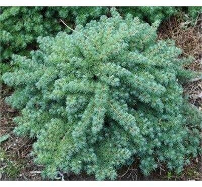 Blue Dwarf Japanese Larch Tree